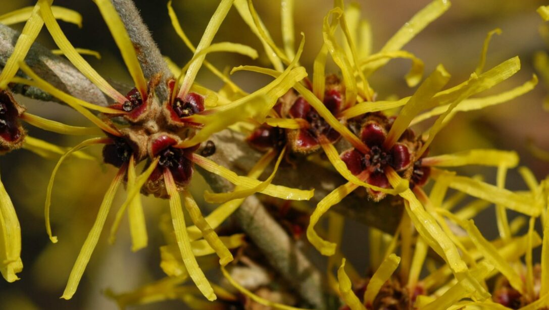 Witch Hazel (Hamamelis) - The best Winter Blooms in Melbourne