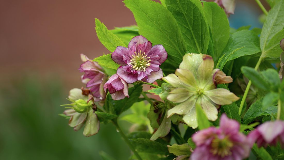 Hellebore (Helleborus) - The best Winter Blooms in Melbourne