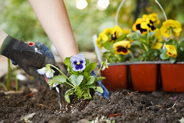 The Top 10 Winter Flowers to Plant in Melbourne